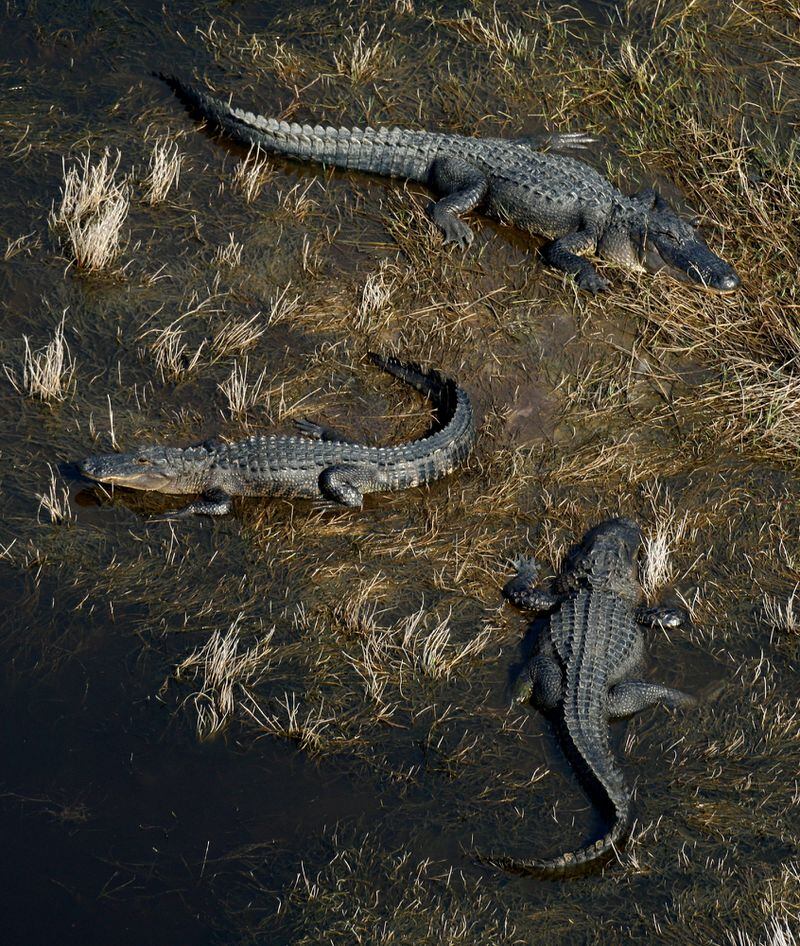 A trio of alligators sun themselves in the marsh of Hell Hole Pond on Ossabaw Island, Thursday, March 12, 2009. (Curtis Compton / ccompton@ajc.com)