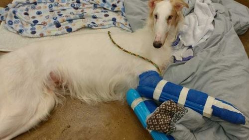 Dallas is expected to make a full recovery after having surgery to repair his broken front legs.