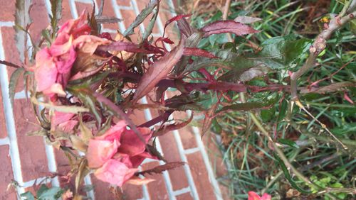 Rose rosette causes complete devastation to a rose. It is spread by mites. They cannot be killed and the disease cannot be controlled. Be on the lookout on your own roses. (Walter Reeves for The Atlanta Journal-Constitution)