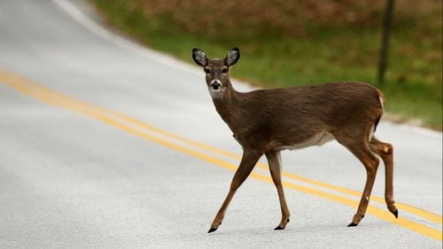 A deer crosses a road at Valley Forge National Park, in Valley Forge, Pennsylvania, on Dec. 2, 2009.