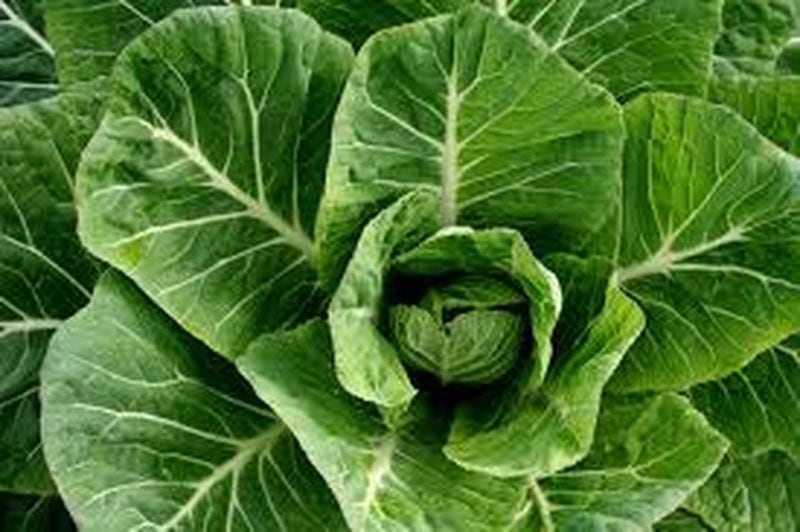 Collard greens became a staple of Southern cooking because they were easy to grow and plentiful. Contributed by Judy Barrett