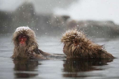 Snow monkey 'spa' a hot tourist spot