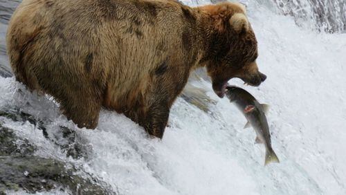 “I took this photo at Brooks Falls in Alaska, July 2015,” wrote Darragh Browning. “We watched bears catching salmon for two hours. This shot is one of my all time favorites! It took some time to get it.”July is the best time to watch bears fishing at Brooks Falls, according to the National Park Service. However, bears are in the area from mid spring until mid fall and a few bears may fish at Brooks Falls in September and October. Katmai’s brown bears are most active during daylight hours. From late June until late July, watch for sockeye (red) salmon jumping the falls and dominant male bears competing for fishing spots. Later in the summer and fall, a few bears may also fish at Brooks Falls. As many as 25 bears have been seen fishing at Brooks Falls at the same time.