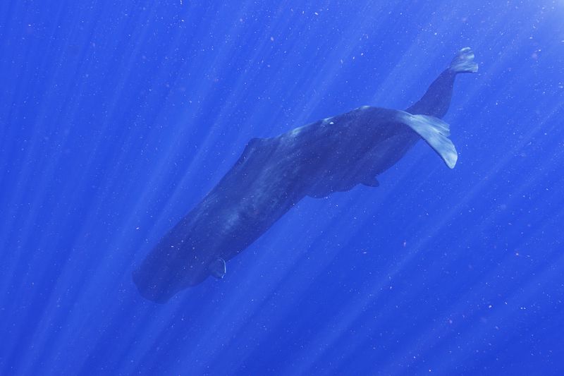 A sperm whale and her calf swim together off the coast of Dominica in March 2024. In a study published Tuesday, May 7, in the journal Nature Communications, scientists studying the sperm whales that live around the Caribbean island have described for the first time the basic elements of how they might be talking to each other, in an effort that could one day help us to better protect them. (Samuel Lam via AP)