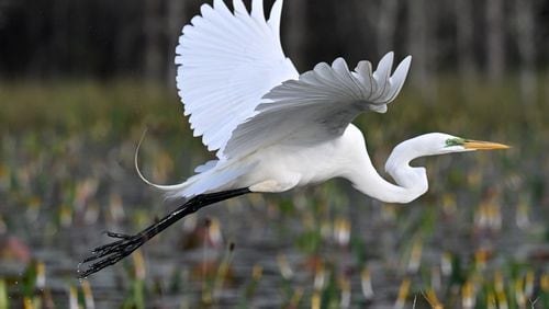 Great egret is seen in the Okefenokee Swamp on Monday, Mar. 18, 2024. (Hyosub Shin / Hyosub.Shin@ajc.com)