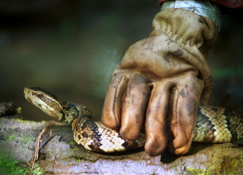 SPECIAL TO THE ATLANTA-JOURNAL-GAATJ--Gibbons uses a mechanical hand covered by a glove to pick up a Water Moccasin he found on the Savannah River Site near Aiken, SC recently. (AP Photo/Stephen Morton).