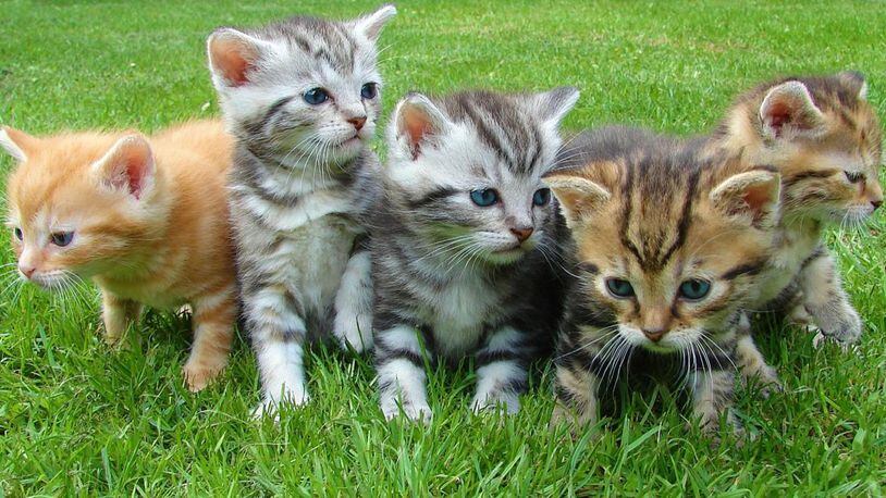 File image of kittens.