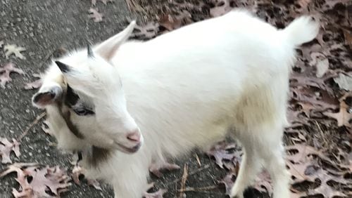 “Walking in my neighborhood I found this adorable Nigerian Dwarf goat in the street. She led me to the front door of her house and she butted and kicked the door, no answer. I locked her in the backyard,” wrote Becky Smithof Roswell. “The next day I went back to the house, a little boy came to the door. I told him about the goat escaping and he said oh that’s RITA, she likes to come inside when it’s cold. I could just imagine RITA sitting by the fire chewing on a tin can. I later learned, when she escaped again that her real name is Eliza, and the little boys father was mystified as to why his son told me her name was RITA. He requested I call her Eliza, as she knows her name!”