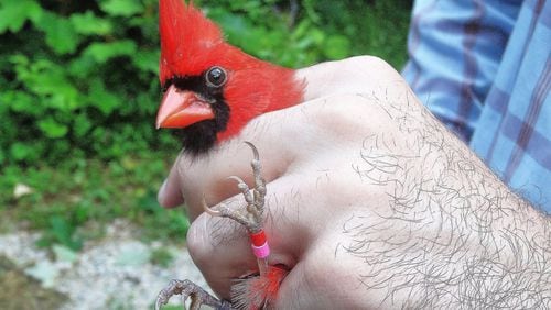 Smithsonian scientist Clay Graham holds a male cardinal that he has banded at a home near Fairburn. Two color bands on the left leg help homeowners spot and keep track of the bird; an aluminum band on the right leg carries the identifying number for that particular bird. PHOTO CREDIT: Charles Seabrook